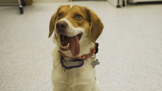 Mein Traumjob: Ich rette Hunde mit schicken Fliegen