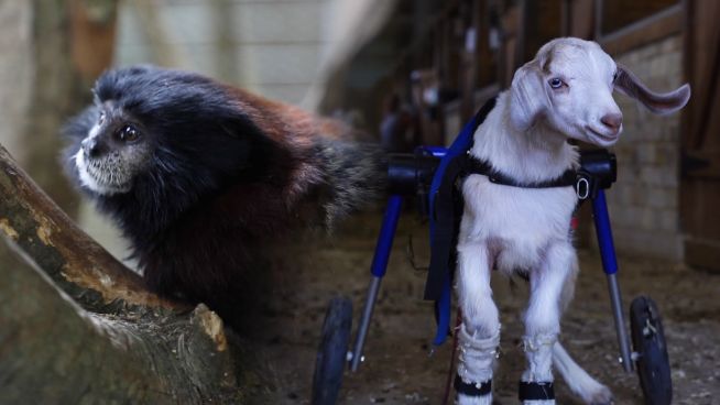 Auf der Suche nach einer ethischen Tierbegegnung?