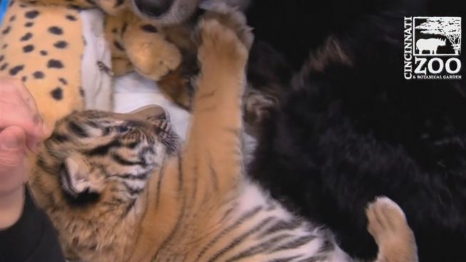 Knuddel-Kindermädchen: Ein Hund zieht Tigerbabys auf